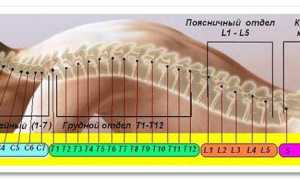 Психические причины болей в спине