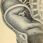 Признаки внематочной беременности на раннем сроке