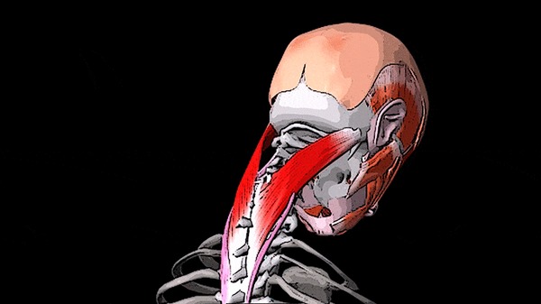 ÁÎËÈÒ ÃÎËÎÂÀ È ØÅß: ðåìåííàÿ ìûøöà ãîëîâû è øåè Çäîðîâüå, Ìåäèöèíà, Ìàññàæ, Àíàòîìèÿ, Âèäåî, Ãèôêà, Äëèííîïîñò