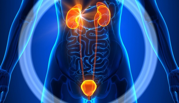 Мочевыделительная система – крайне уязвимая система органов человека