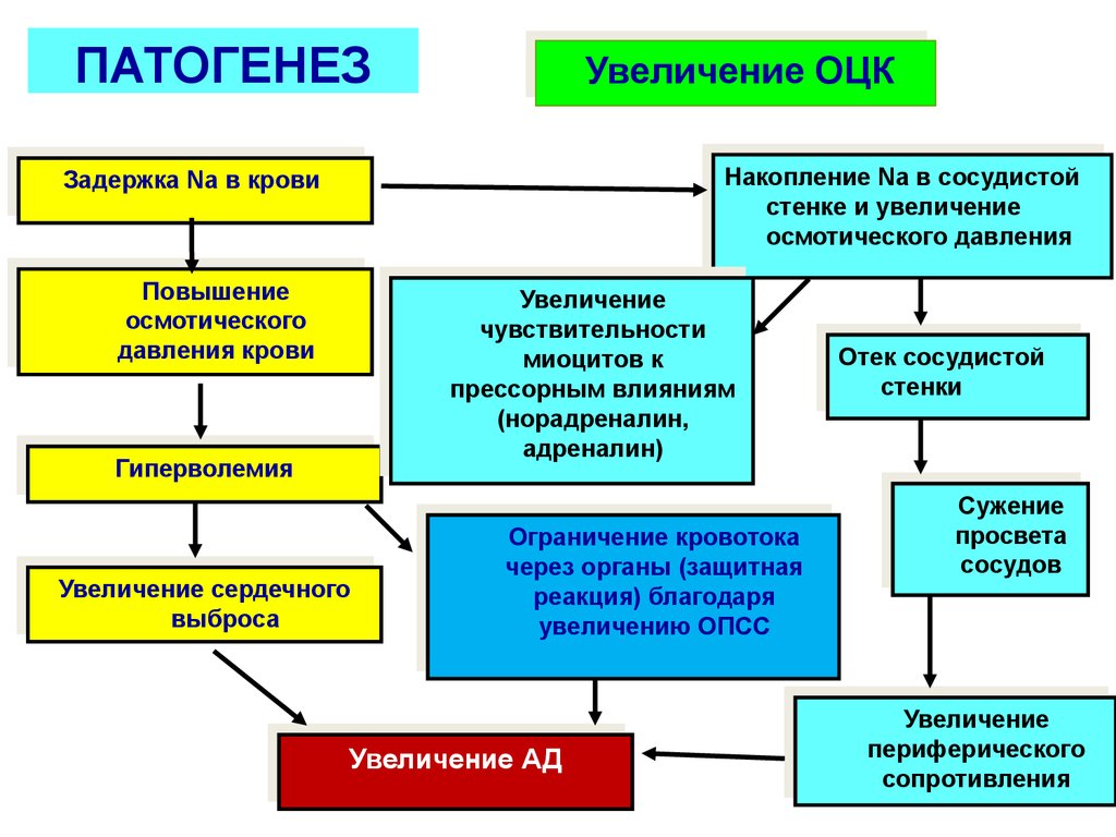 Патогенез гипертонии