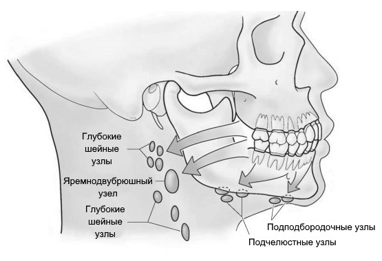 лимфа из пародонта
