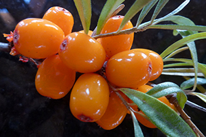 облепиха облепиха